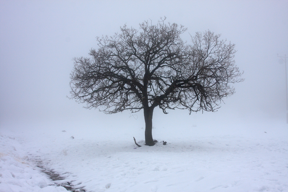 Snow Balls